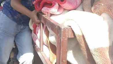Photo of إب .. أفراد أمن يقتلون امرأة أمام أطفالها  بمديرية العدين
