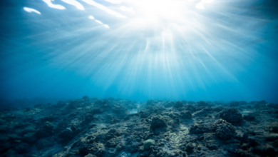 Photo of اكتشاف ديدان مخيفة قفزت من قاع البحر وقطعت الأسماك إلى النصف قبل 20 مليون سنة