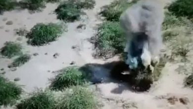 Photo of الحديدة.. دك ثكنات للمليشيات الحوثية وتكبيدها خسائر بشرية ومادية في 5 قطاعات