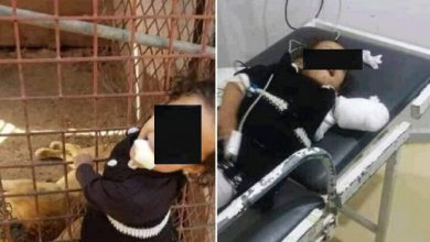 Photo of إب..أسد يلتهم ذراع طفلة  أثناء التقاط صورة تذكارية