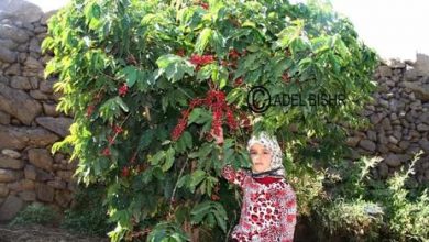Photo of الغرفة التجارية بصنعاء: الحوثيون منعوا تصدير البن اليمني
